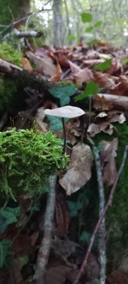 20251028_174032_Mycetinis alliaceus.jpg