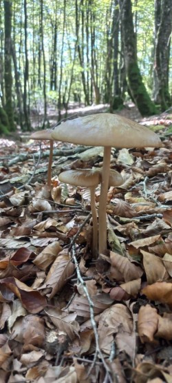 20250930_122051_Xerula radicata.jpg