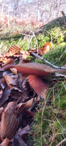 20251118_115557_Neoboletus erythropus.jpg