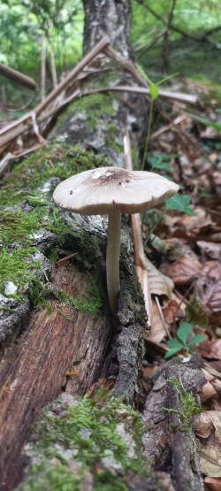 Pluteus sp..jpg
