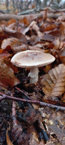 20251117_114429_Amanita rubescens.jpg