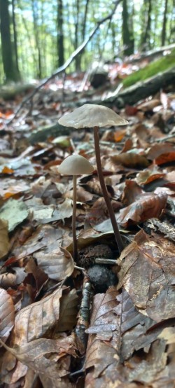 20250923_115441_Mycetinis alliaceus.jpg