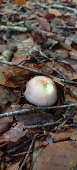 20250923_120802_Russula cyanoxantha.jpg