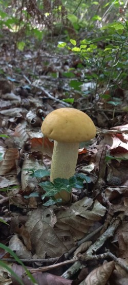 20250916_173211_Leccinum crocipodium.jpg
