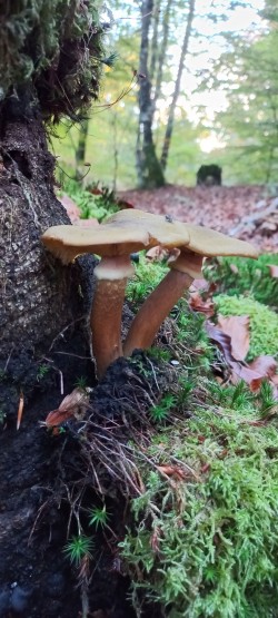 20251028_170816_Armillaria mellea.jpg