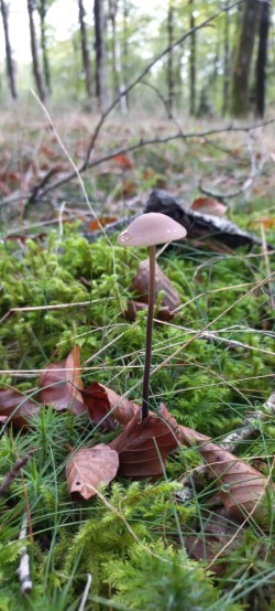 20250916_113959_Mycetinis alliaceus.jpg