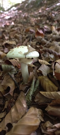 20251008_114115_Amanita citrina.jpg
