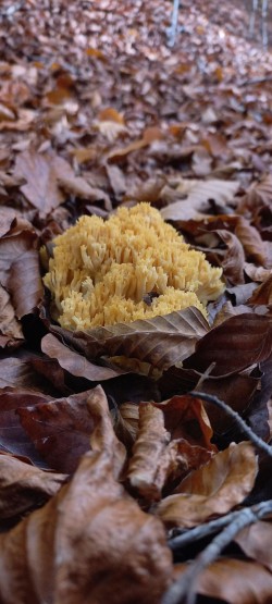 20251112_120918_Ramaria sp..jpg