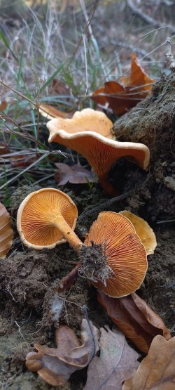 20251104_135821_Hygrophoropsis aurantiaca.jpg