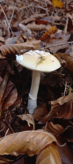 20251111_113459_Amanita gemmata.jpg