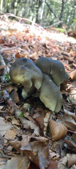20251007_124141_Tricholoma saponaceum.jpg
