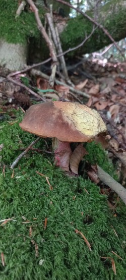 20250625_111921_Boletus erythropus.jpeg
