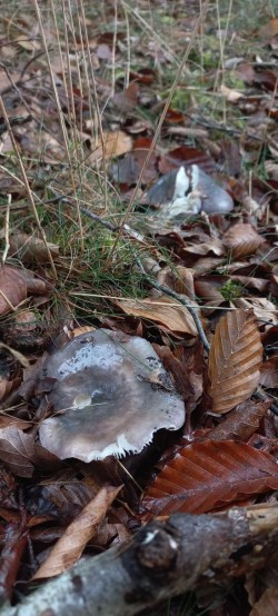20250924_122506_Russula cyanoxantha.jpg