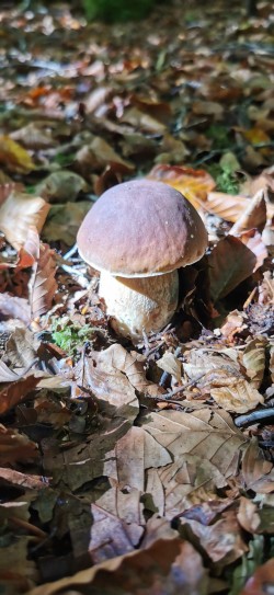 WhatsApp Image 2025-10-07 at 23.13.42_Boletus edulis. Autor Iñigo González.jpeg