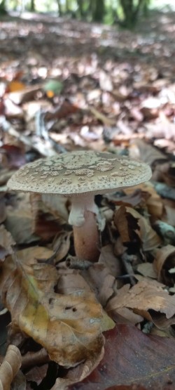 20251007_123941_Amanita rubescens.jpg