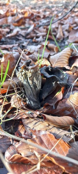 20251118_131147_Craterellus cornucopioides.jpg