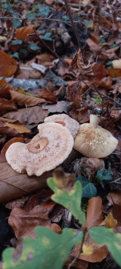 20251104_135251_Lactarius Chrysorrheus.jpg