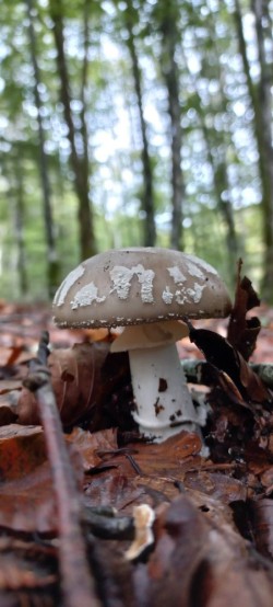 20250916_122032_Amanita excelsa.jpg