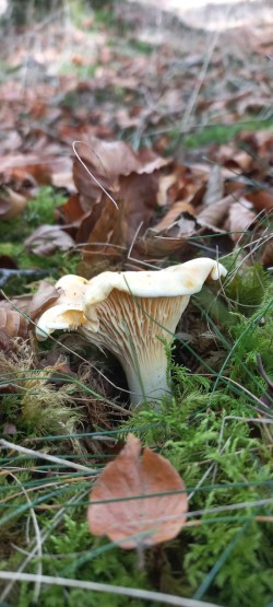 20251014_114644_Cantharellus pallens.jpg