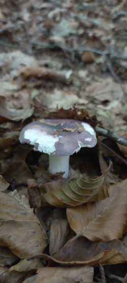 20250930_121117_Russula cyanoxantha.jpg