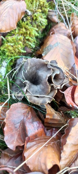 20251028_114032_Craterellus cornucopioides.jpg