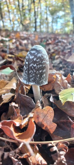 20251104_133334_Coprinopsis picacea.jpg