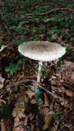20250902_Macrolepiota proceera.jpg
