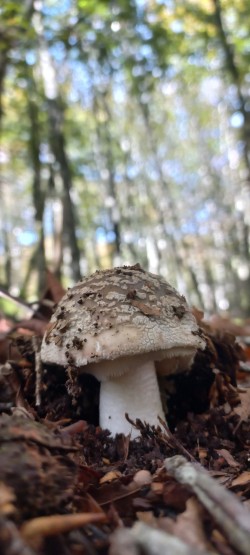 20251007_123420_Amanita rubescens.jpg