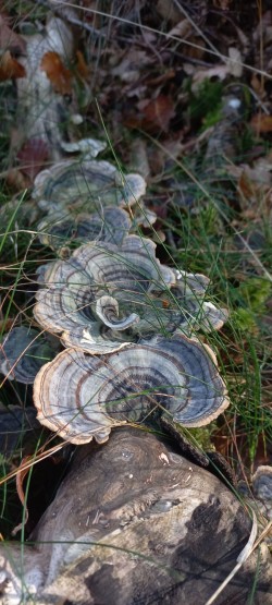 20251008_112838_Trametes versicolor.jpg