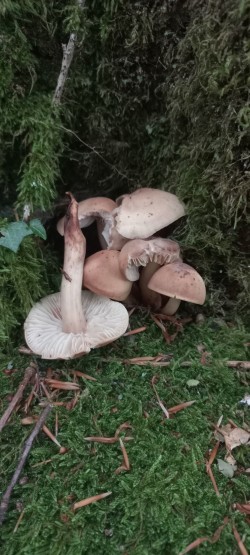 20250702_114444_Gymnopus fusipes.jpg