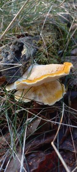 20251008_112810_Laetiporus sulphureus.jpg