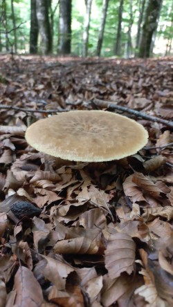 20250902_Polyporus tuberaster.jpg