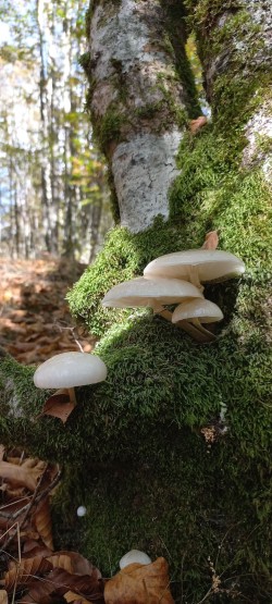 20251014_115810_Mucidula mucida.jpg