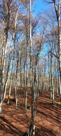 20251118_120733_Hayedo otoño.jpg