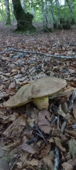 20251007_174856_Boletus appendiculatus.jpg