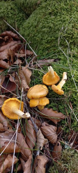 20251119_121629_Cantharellus pallens.jpg