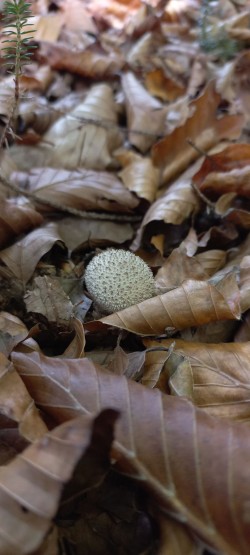 20251015_140430_Lycoperdon perlatum.jpg