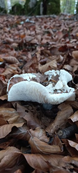 20251029_130639_Tricholoma columbetta.jpg