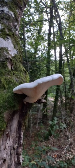WhatsApp Image 2025-10-02 at 14.50.16 pleurotus dryinus.jpeg