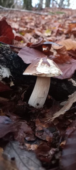 20251111_173357_Boletus edulis.jpg