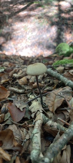 20251007_123759_Mycetinis alliaceus.jpg