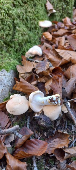 20251014_121350_Hydnum repandum.jpg