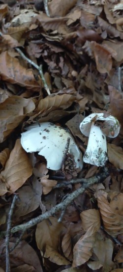 20250930_122316_Tricholoma columbetta.jpg