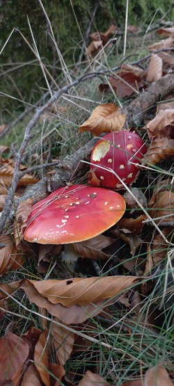 20251029_133032_Amanita muscaria.jpg