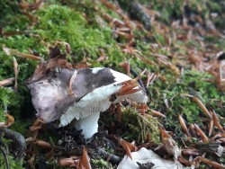 russula cyanoxantha_2022_05_19(1).jpg
