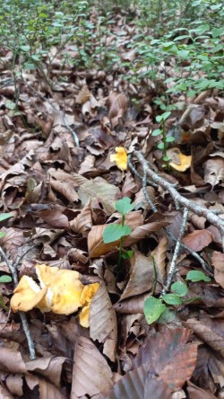 20250909_174828_Cantharellus pallens.jpg