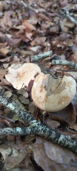 20251007_124314_Lactarius pallidus.jpg