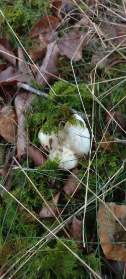 20250924_114623_Clitopilus prunulus.jpg