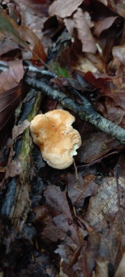 20250916_115336_Hydnum rufescens.jpg
