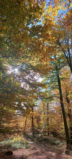 20251104_125509_Hayedo Otoño 3.jpg